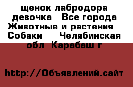 щенок лабродора девочка - Все города Животные и растения » Собаки   . Челябинская обл.,Карабаш г.